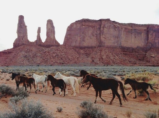 PRE ORDER | DESERT RANCH BALM
